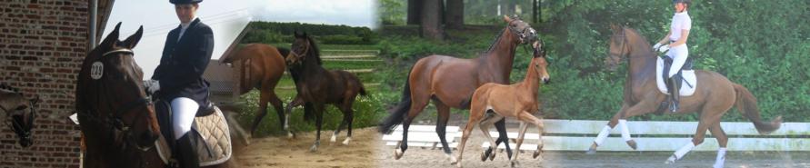 Sport und Zuchtpferde unserer Zucht